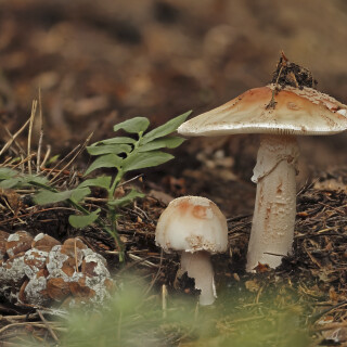 Perlpilz_Amanita-rubescens_20250803_0001-29_B_Web
