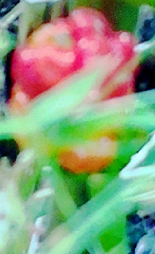K800_Gefleckter-AronstabArum-maculatumL..jpeg