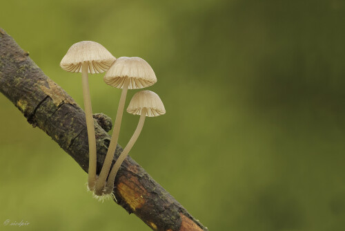 Rotschneidiger-Helmling_Mycena-rubromarginata_20250731_0002-19_B_Web.jpeg