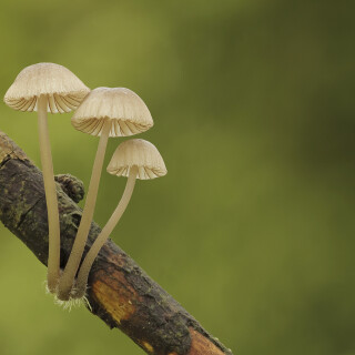 Rotschneidiger-Helmling_Mycena-rubromarginata_20250731_0002-19_B_Web