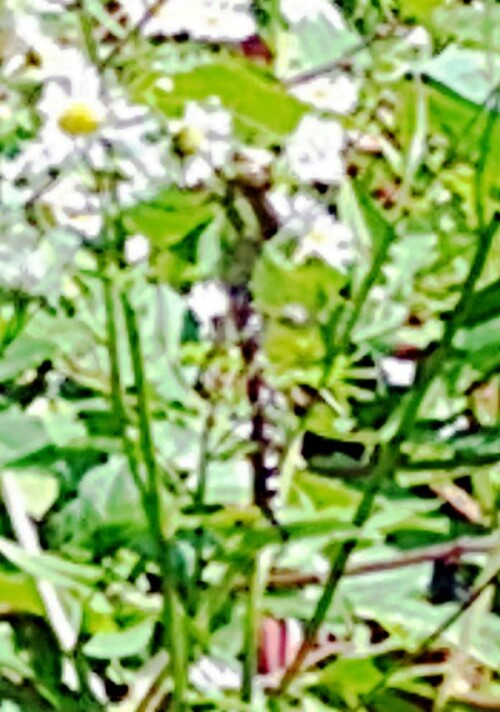 K800_Blaugrune-MosaikjungferAeshna-cyanea-Muller-1764-1.jpeg