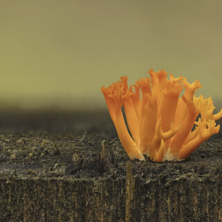 Klebriger-Hoernling_Calocera-viscosa_2025080_0001-39_B_Web