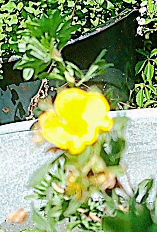 K800_Dasiphora-StrauchDasiphoraPotentilla-fruticosaL.-mit-Blute-1_upscayl_1x_ultrasharp-3.jpeg