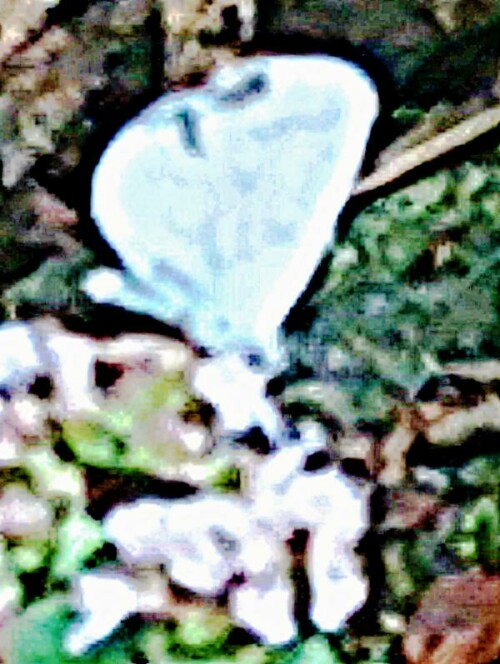 K800_Faulbaum-BlaulingCelastrina-argiolusL.-1758-1_upscayl_1x_ultrasharp.jpeg