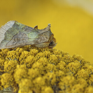 Messingeule_Diachrysia-chrysitis_20250807_0003_B_Web