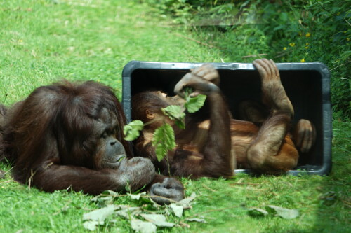 Chill-in-der-Tonne.jpeg