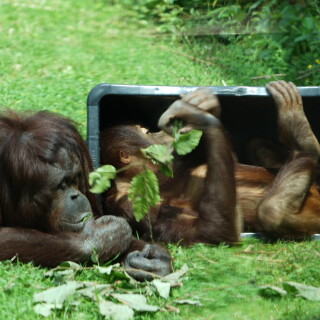Chill-in-der-Tonne