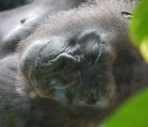 Dosender-Gorilla.jpeg