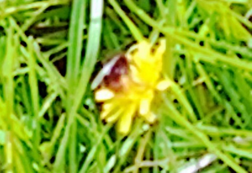 K800_Drohne-einer-SteinhummelBombus-lapidariusL.-1758-1-2.jpeg