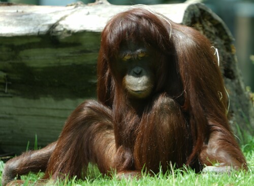 Orang-Utan-2.jpeg