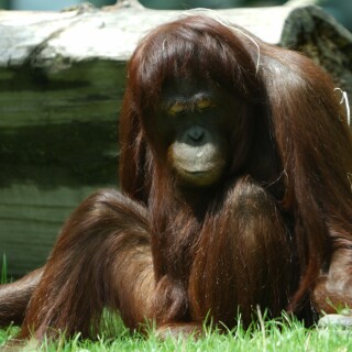 Orang-Utan-2