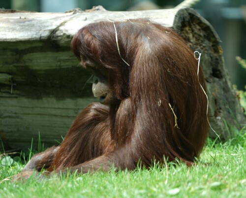 Orang-Utan.jpeg
