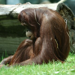 Orang-Utan