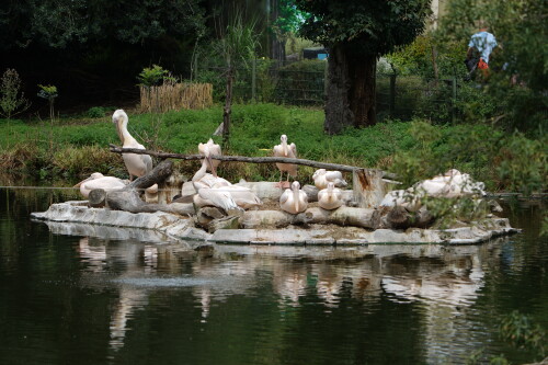 Pelikaninsel.jpeg