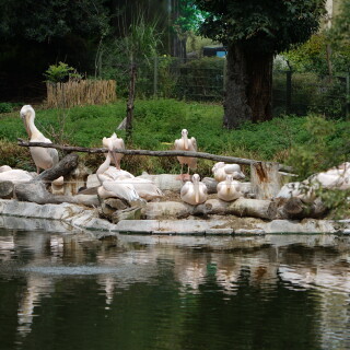 Pelikaninsel