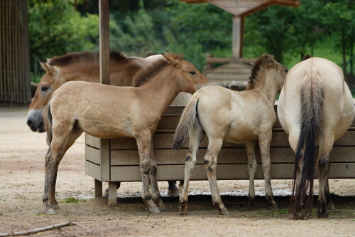 Przewalski-Fohlen.jpeg