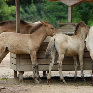 Przewalski-Fohlen