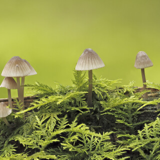 Rotschneidiger-Helmling_Mycena-rubromarginata_20250731_0005-22_B_Web