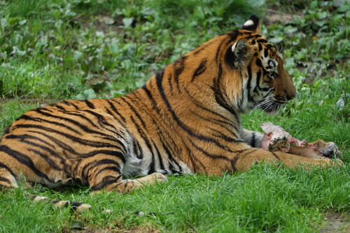 Tigermahlzeit-2.jpeg