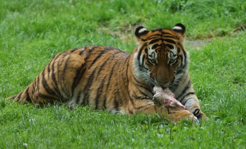 Tigermahlzeit.jpeg