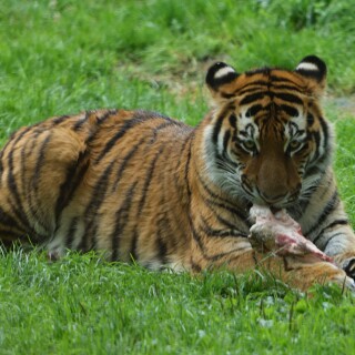 Tigermahlzeit