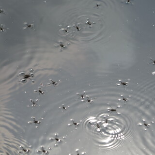 Wasserlaufer