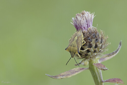 Noerdliche-Fruchtwanze_Carpocoris-fuscispinus_20250704_0002_B_Web.jpeg