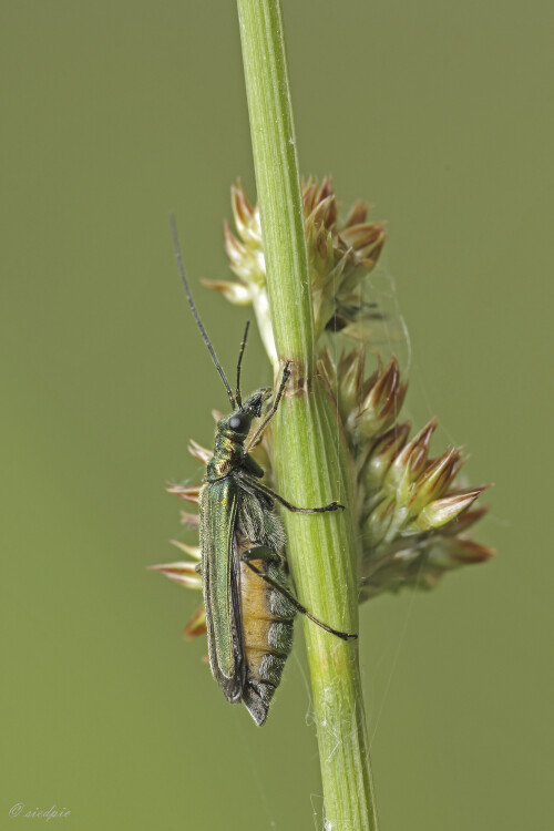 Gruener-Scheinbockkaefer_Oedemera-nobilis_20250527_0001_B_Web.jpeg