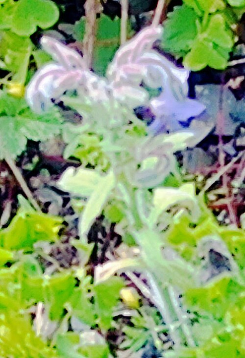 K800_BorretschbluteBorago-officinalisL..jpeg