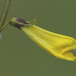 Wald-Wachtelweizen_Melampyrum-sylvaticum_20250605_0002_B_Web