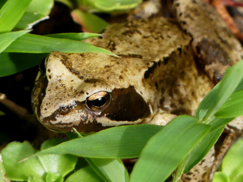 2025-08-04-getarnter-Grasfrosch-1.jpeg