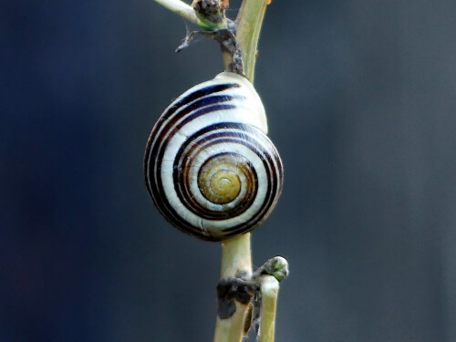 2025-08-05-Schnirkel-Schnecke-2.jpeg