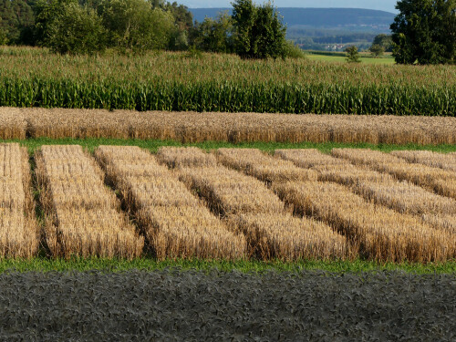 2025-08-05-Triesdorf-Versuchsfelder.jpeg