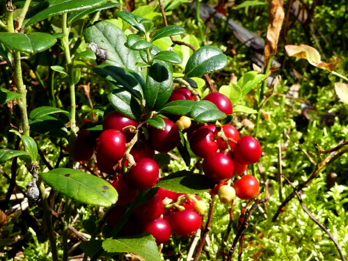 2025-08-09-Preiselbeeren-2.jpeg