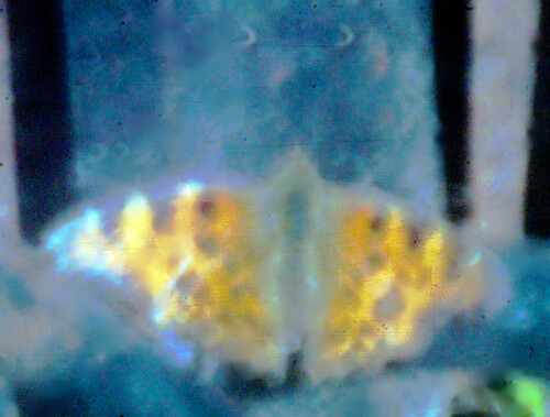 C-FalterPolygonia-c-albumL.-1758aba87b48ba5a56cc.jpeg