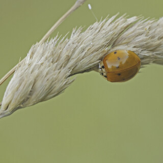 Asiatischer-Marienkaefer_Harmonia-axyridis-f.-succinea_20250704_0001_B2_Web