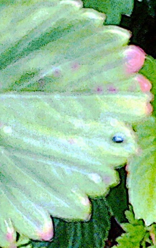 K800_Unechter-KohlerdflohAltica-oleraceaL.-1768_upscayl_1x_upscayl-standard-4x.jpeg