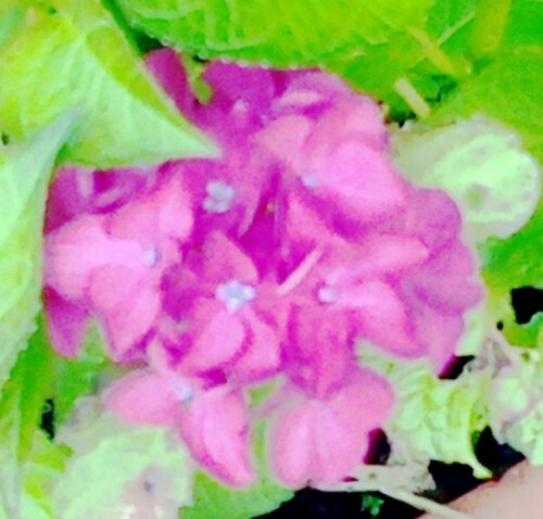 K800_Gartenhortensierotlich.jpeg