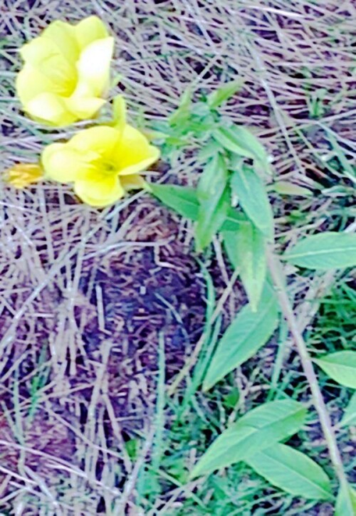 K800_Gemeine-NachtkerzeOenothera-biennisL..jpeg