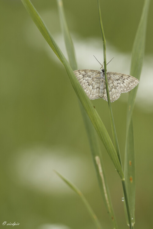 Marmorierter-Kleinspanner_Scopula-immorata_20250817_0003_B_Web.jpeg
