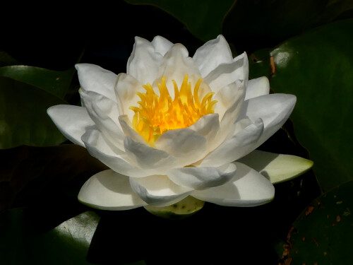 2025-08-14-Brunn-Herrliche-Seerose.jpeg