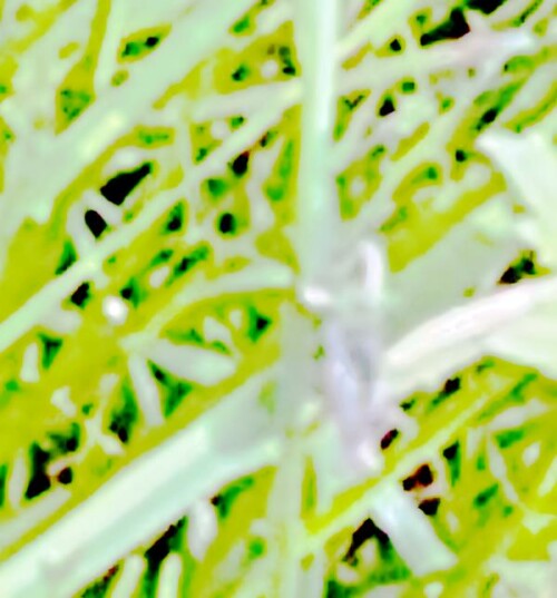 K800_Gemeiner-GrashupferPseudochorthippus-parallelusL.-1758_upscayl_1x_upscayl-standard-4x.jpeg