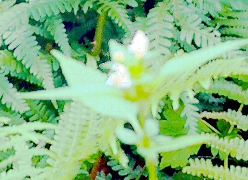 K800_Gemeiner-HohlzahnGaleopsis-tetrahitL._upscayl_1x_upscayl-standard-4x.jpeg