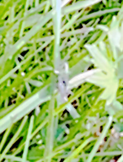 K800_Gemeiner-GrashupferPseudochorthippus-parallelusZetterstedt-1821_upscayl_1x_upscayl-standard-4x.jpeg