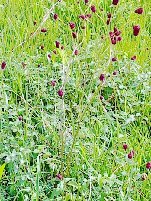 K800_Groser-WiesenknopfSanguisorba-officinalisL.-5.jpeg