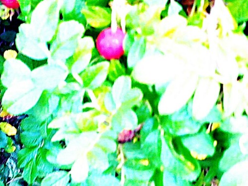 K800_Hagebutte-einer-KartoffelroseRoas-rugosaL-5.jpeg