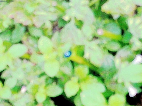 K800_Himmelblauer-BlattkaferChrysomela-coerulansScriba-1791-2.jpeg