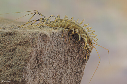 Spinnenlaeufer_Scutigera-coleoptrata_20250822_0001_B_Web.jpeg