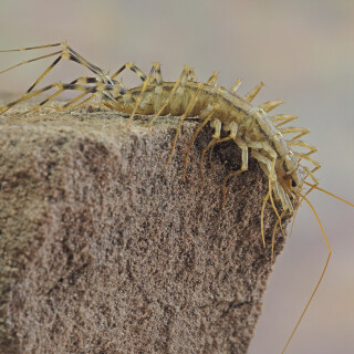 Spinnenlaeufer_Scutigera-coleoptrata_20250822_0001_B_Web