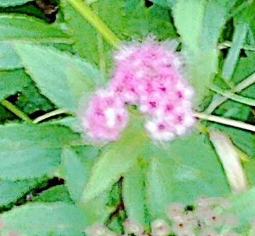 K800_Japanischer-SpierstrauchSpirea-japonicaL._upscayl_1x_upscayl-standard-4x.jpeg